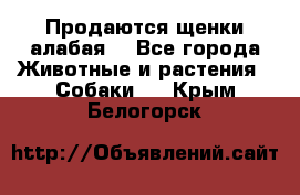 Продаются щенки алабая  - Все города Животные и растения » Собаки   . Крым,Белогорск